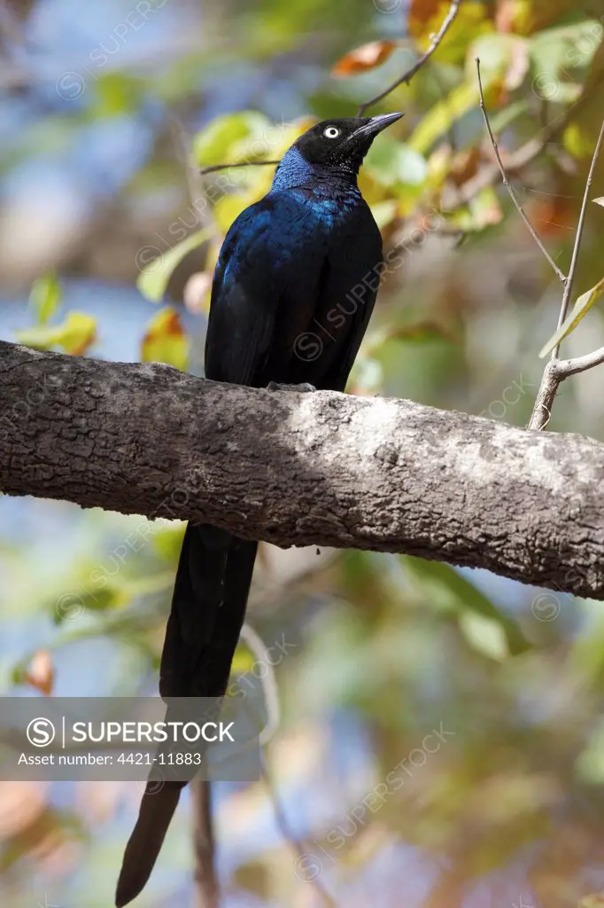 Long-tailed Glossy-starling (Lamprotornis caudatus) adult, perched on branch, Gambia, january