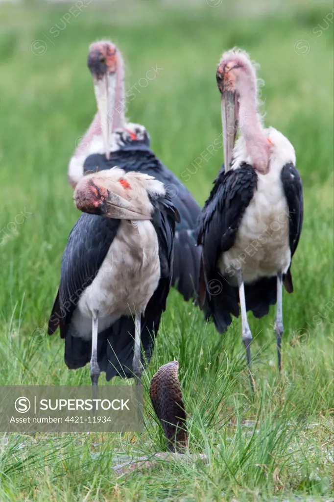 Marabou Stork (Leptoptilos crumeniferus) adults, preening, standing beside Mozambique Spitting Cobra (Naja mossambica) with hood flattened in threat display, Savute, Chobe N.P., Botswana