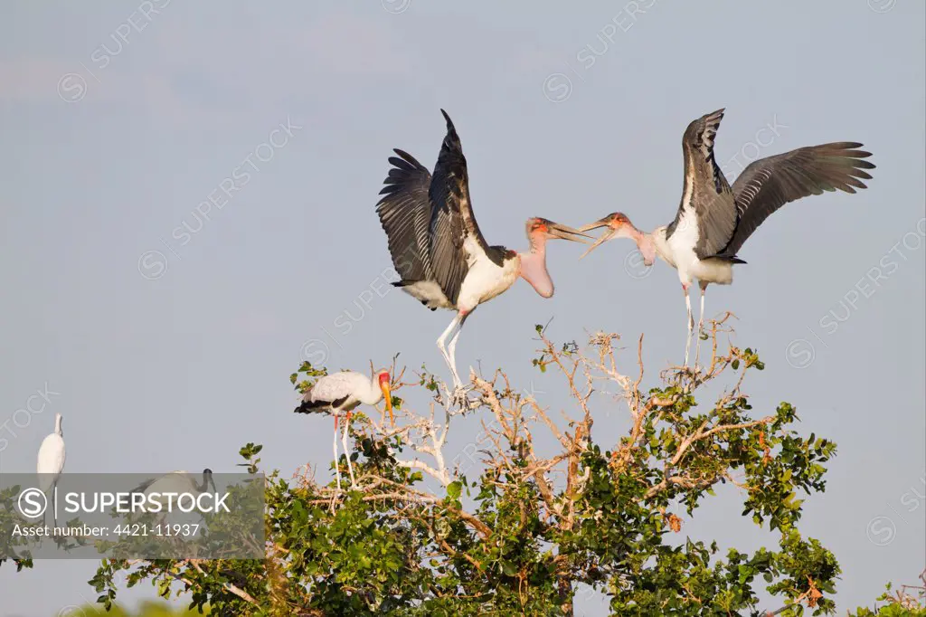 Marabou Stork (Leptoptilos crumeniferus) adults, squabbling in tree, with Yellow-billed Stork (Mycteria ibis), African Sacred Ibis (Threskiornis aethiopicus) and Great White Egret (Egretta alba), Godikwe Lagoon, Okavango Delta, Botswana