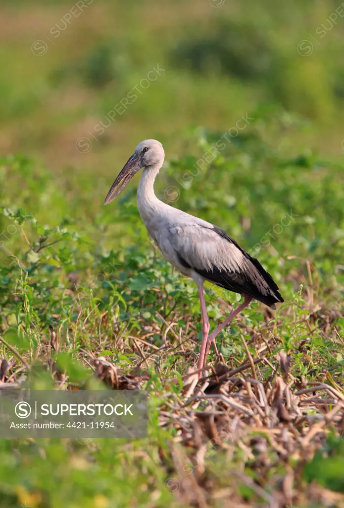 Asian Open-billed Stork (Anastomus oscitans) adult, standing in marsh, Dibru-Saikhowa N.P., Assam, India, january