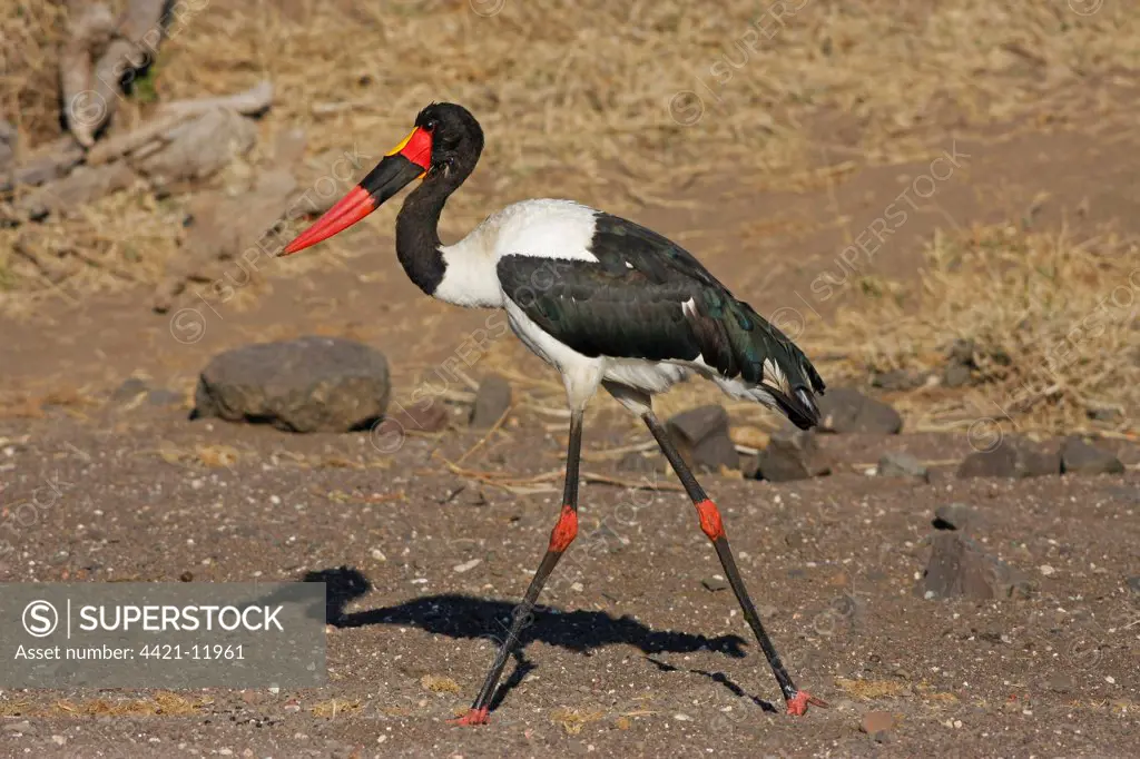 Saddle-billed Stork (Ephippiorhynchus senegalensis) adult male, walking in dry riverbed, Botswana