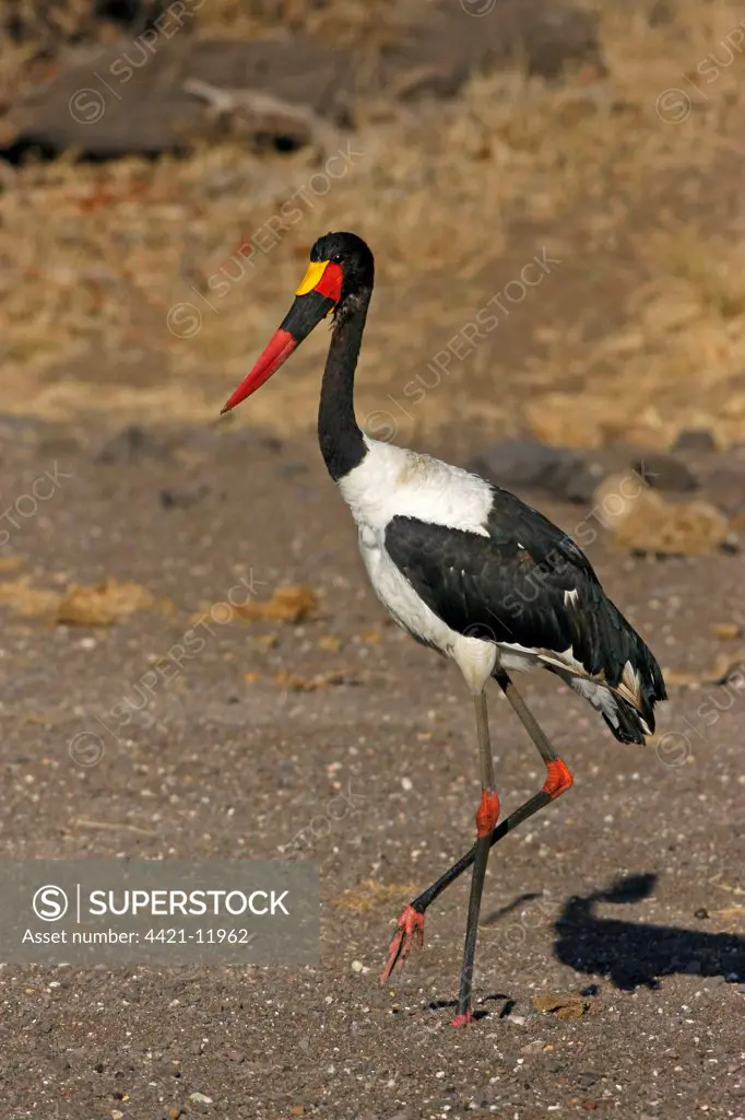 Saddle-billed Stork (Ephippiorhynchus senegalensis) adult male, walking in dry riverbed, Botswana