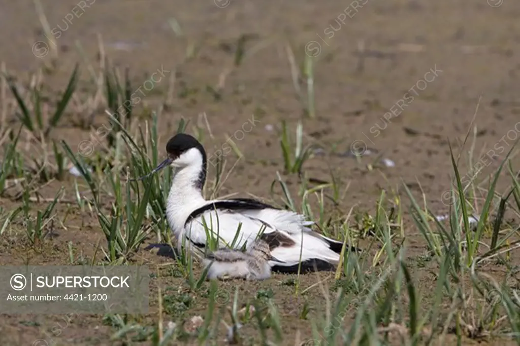 Eurasian Avocet (Recurvirostra avocetta) adult with chick, resting, Minsmere RSPB Reserve, Suffolk, England, may