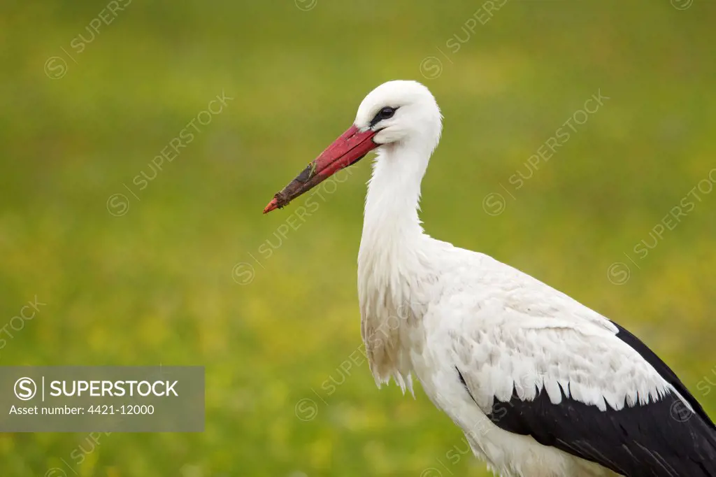 White Stork (Ciconia ciconia) adult, Extremadura, Spain, april
