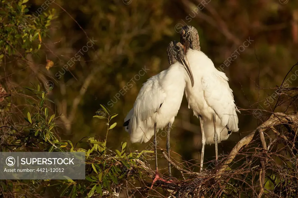 Wood Stork (Mycteria americana) adult pair, bonding behaviour at nestsite in mangrove treetops, Florida, U.S.A., February