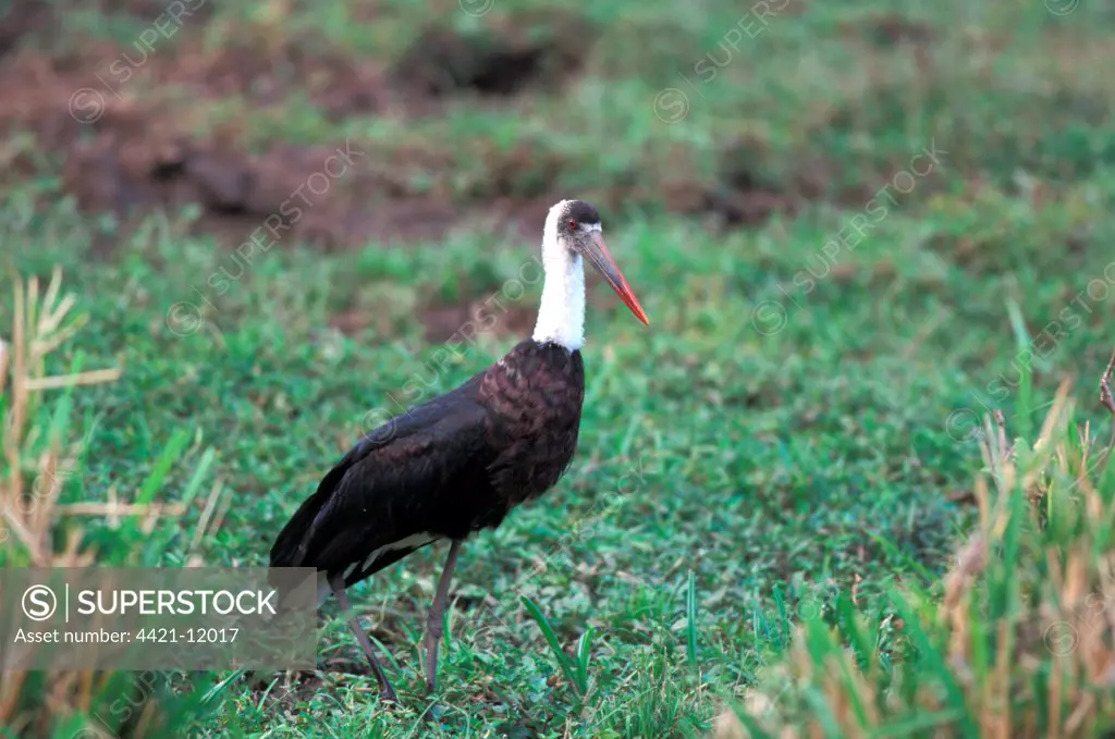 Wooly-necked Stork (Ciconia episcopus microscelis) Standing on grass, Kenya