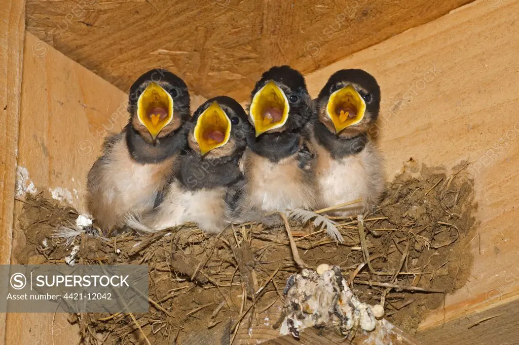 Barn Swallow (Hirundo rustica) four chicks, begging, nesting in shed, Norfolk, England