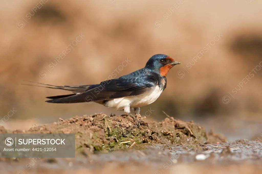 Barn Swallow (Hirundo rustica) adult, collecting mud for nesting material, England
