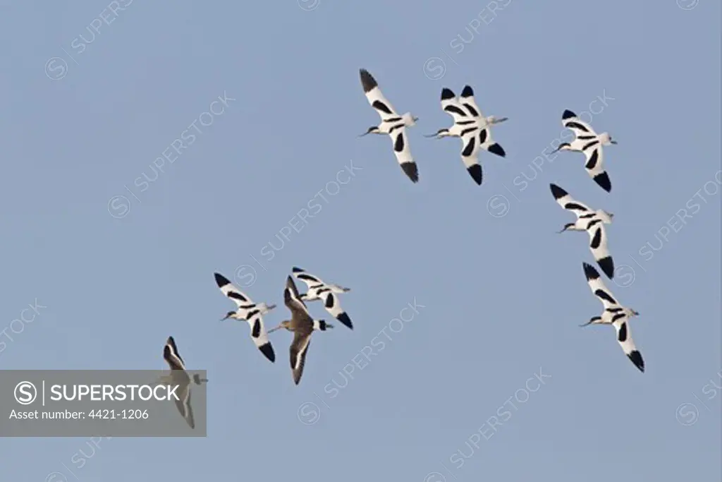 Eurasian Avocet (Recurvirostra avocetta) and Black-tailed Godwit (Limosa limosa) adults, mixed flock in flight, Norfolk, England, march