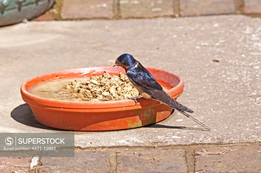Barn Swallow (Hirundo rustica) adult, collecting mud for nesting material, from bowl in garden, England, may