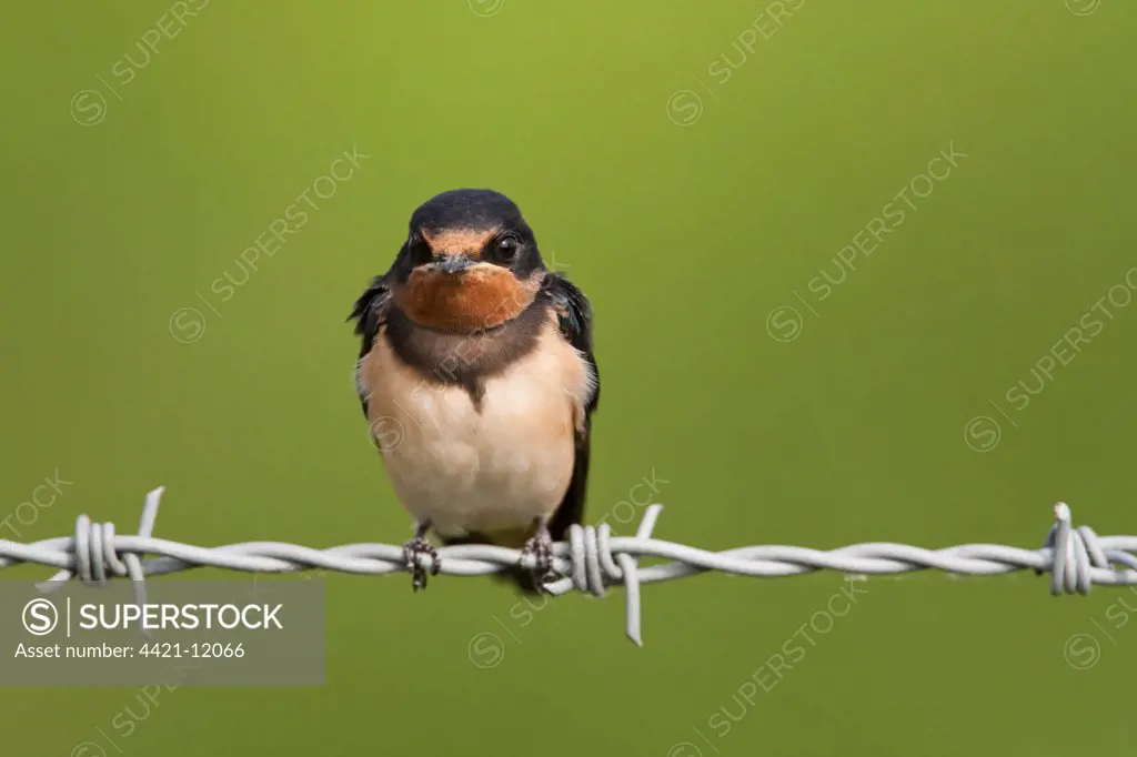 Barn Swallow (Hirundo rustica) adult, perched on barbed wire fence, Norfolk, England, june