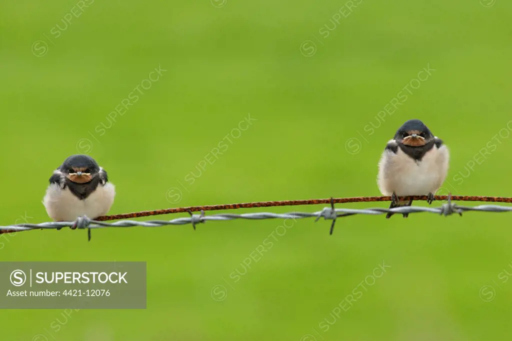 Barn Swallow (Hirundo rustica) two fledged chicks, perched on wire, Yorkshire, England, june