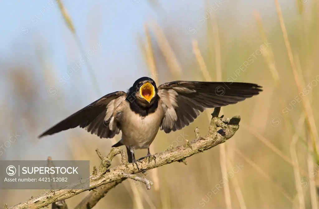 Barn Swallow (Hirundo rustica) fledged young, begging for food, Cley, Norfolk, England, september