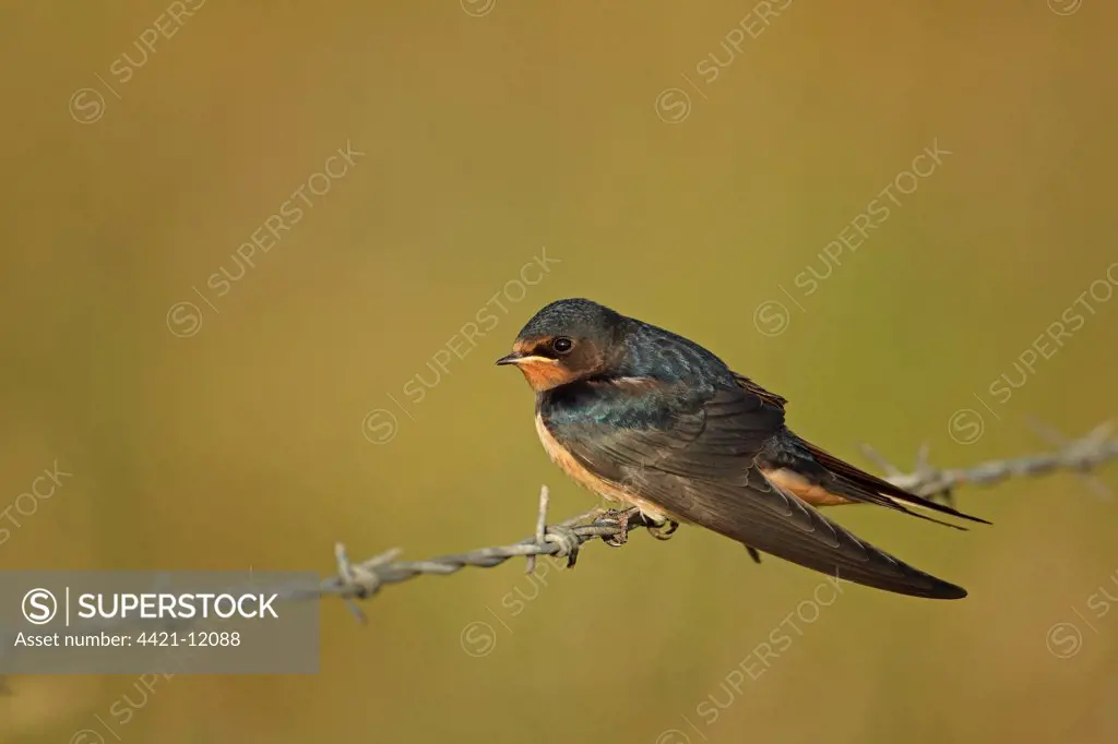 Barn Swallow (Hirundo rustica) adult, perched on barbed wire fence, Cley Marshes Reserve, Cley-next-the-sea, Norfolk, England, july