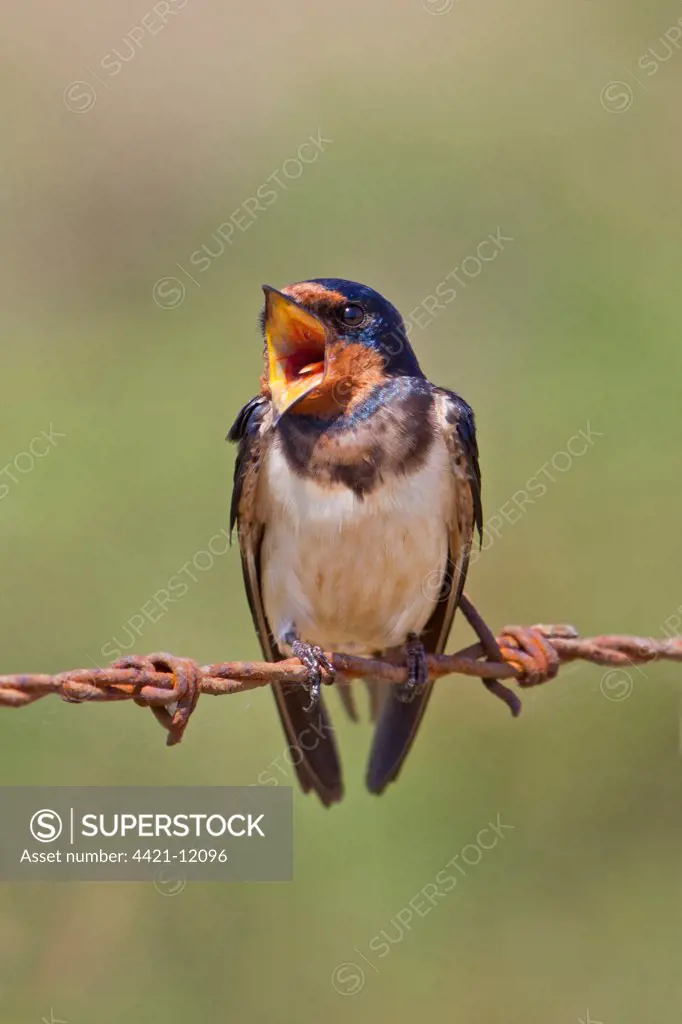 Barn Swallow (Hirundo rustica) adult male, singing, perched on barbed wire, Minsmere RSPB Reserve, Suffolk, England, august