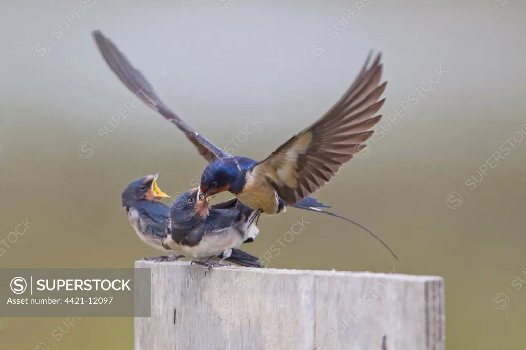Barn Swallow (Hirundo rustica) adult male, in flight, feeding fledged chicks on post, Minsmere RSPB Reserve, Suffolk, England, july