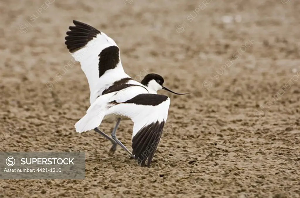 Eurasian Avocet (Recurvirostra avocetta) adult, in 'broken wing' distraction display, attempting to lead intruder away from nest, Salthouse, Norfolk, England, may