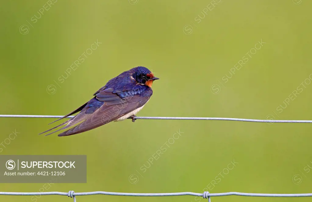 Barn Swallow (Hirundo rustica) adult, perched on wire fence, Berwickshire, Scottish Borders, Scotland, june