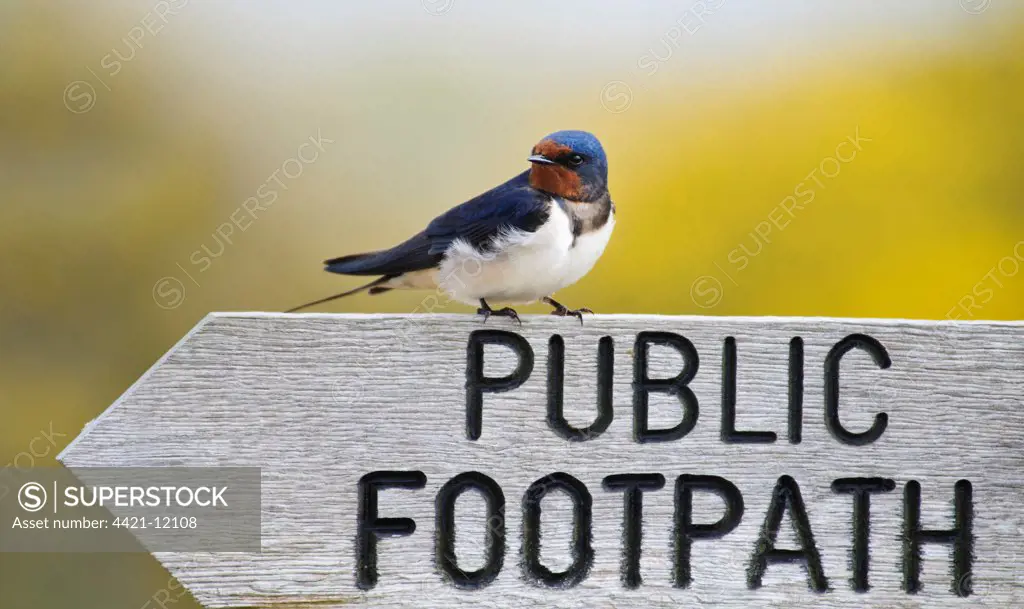 Barn Swallow (Hirundo rustica) adult, perched on wooden 'Public Footpath' sign, Minsmere RSPB Reserve, Suffolk, England, may