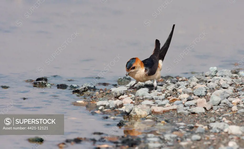 Red-rumped Swallow (Hirundo daurica) adult, collecting mud from puddle for nesting material, Lesvos, Greece, may