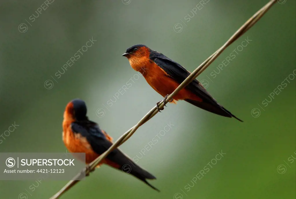 Ceylon Swallow (Hirundo daurica hyperythra) endemic race, two adults, one about to regurgitate pellet, perched on wire, Sri Lanka, december