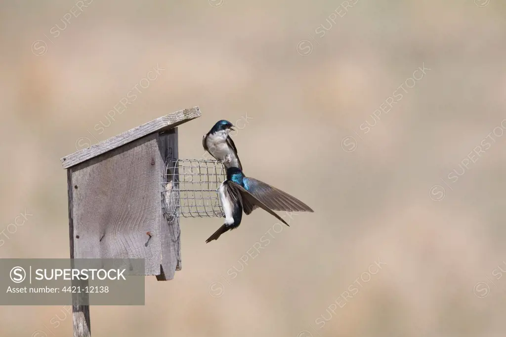 Tree Swallow (Tachycineta bicolor) adult pair, protecting nestbox for brood, North Dakota, U.S.A., april
