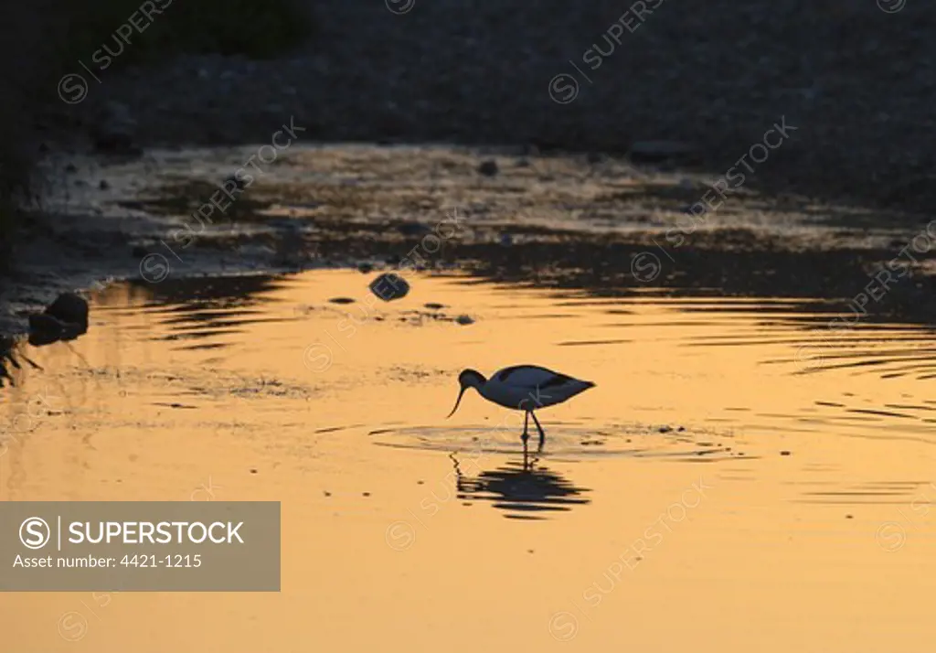 Eurasian Avocet (Recurvirostra avocetta) adult, foraging in water at sunset, Cley, Norfolk, England, may