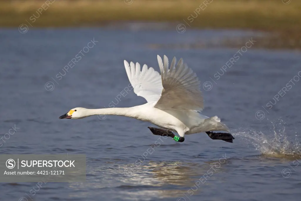 Bewick's Swan (Cygnus bewickii) adult, with leg ring, taking off from water, Slimbridge, Gloucestershire, England, march