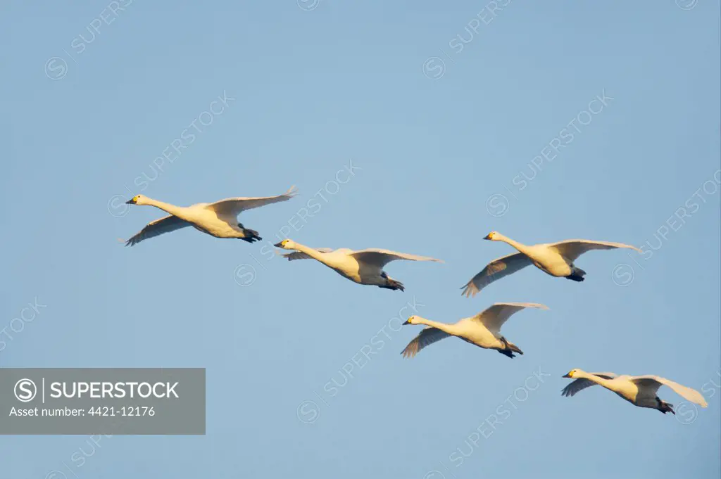 Bewick's Swan (Cygnus bewickii) five adults, in flight, Slimbridge W.W.T., Gloucestershire, England, winter