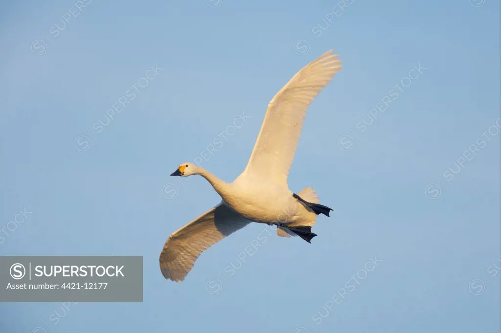 Bewick's Swan (Cygnus bewickii) adult, in flight, Slimbridge W.W.T., Gloucestershire, England, winter