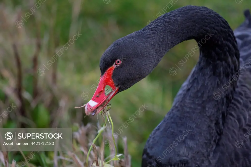 Black Swan (Cygnus atratus) introduced species, adult, feeding on plants, close-up of head and neck, Norfolk, England, winter