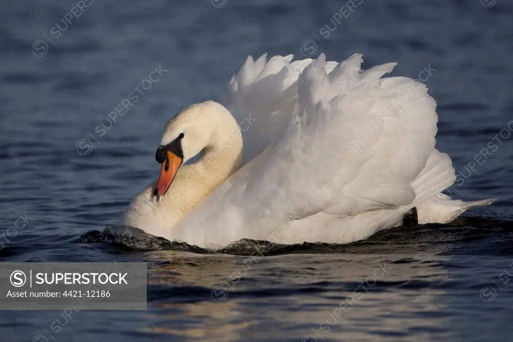 Mute Swan (Cygnus olor) adult male, swimming, in aggressive display, Whitlingham, The Broads, Norfolk, England, january