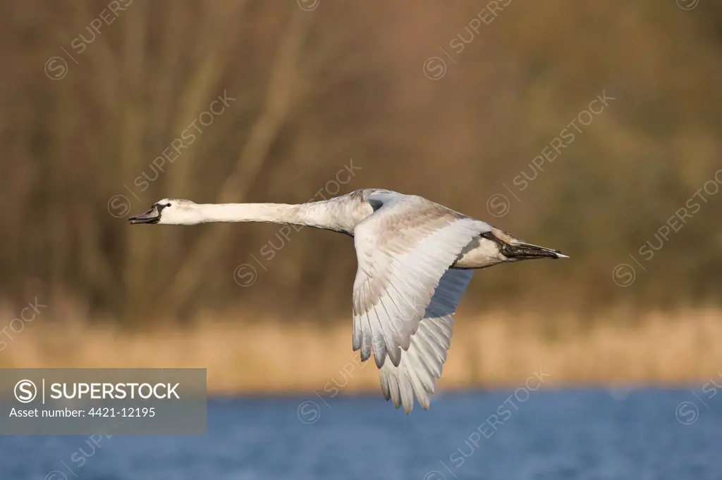 Mute Swan (Cygnus olor) immature, in flight over water, Whitlingham, The Broads, Norfolk, England, november