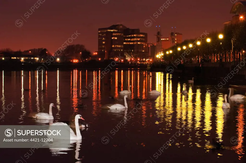 Mute Swan (Cygnus olor) adults, flock swimming in city canal habitat at night, Salford Quays, Greater Manchester, England, winter