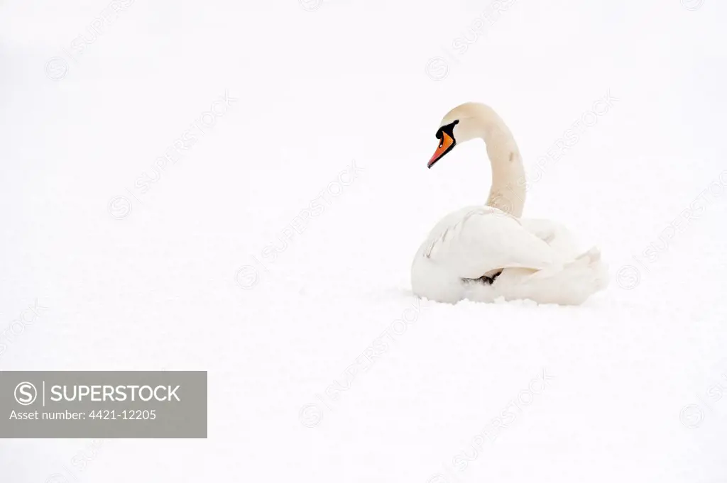 Mute Swan (Cygnus olor) adult, resting in snow, Reddish Vale Country Park, Greater Manchester, England, winter