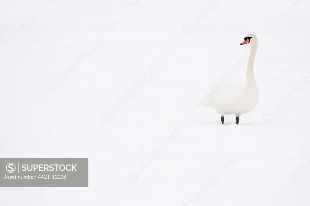 Mute Swan (Cygnus olor) adult, standing in snow, Reddish Vale Country Park, Greater Manchester, England, winter