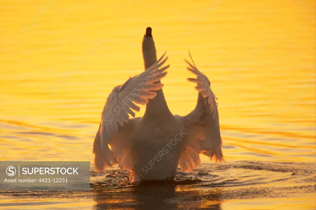 Mute Swan (Cygnus olor) adult, stretching wings on water in evening sunlight, Welney W.W.T. Reserve, Ouse Washes, Norfolk, England, winter