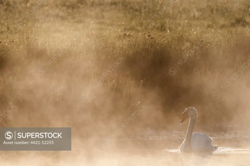 Mute Swan (Cygnus olor) adult, swimming in mist at sunrise, Elmley Marshes N.N.R., North Kent Marshes, Isle of Sheppey, Kent, England, may
