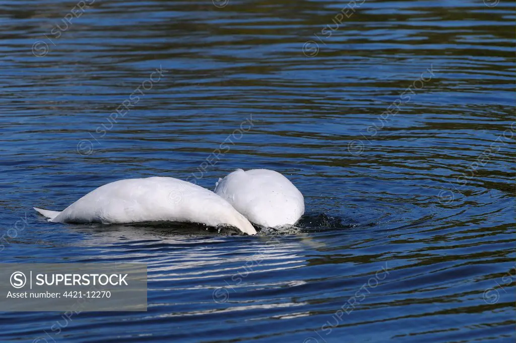 Mute Swan (Cygnus olor) adult pair, mating sequence, in pre-mating courtship display on water, with heads submerged together, Oxfordshire, England, april