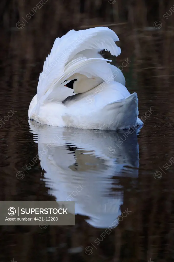 Mute Swan (Cygnus olor) adult, preening on water, Oxfordshire, England, november