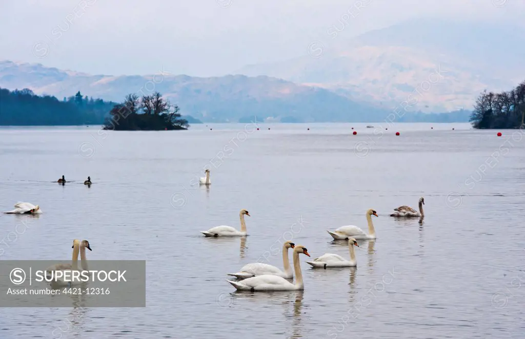 Mute Swan (Cygnus olor) flock, swimming on lake habitat, Bowness on Windermere, Lake Windermere, Lake District, Cumbria, England, march