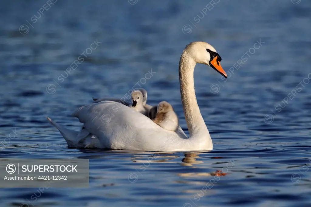 Mute Swan (Cygnus olor) adult female, carrying cygnets on back, swimming, Bushy Park, Richmond upon Thames, London, England, may