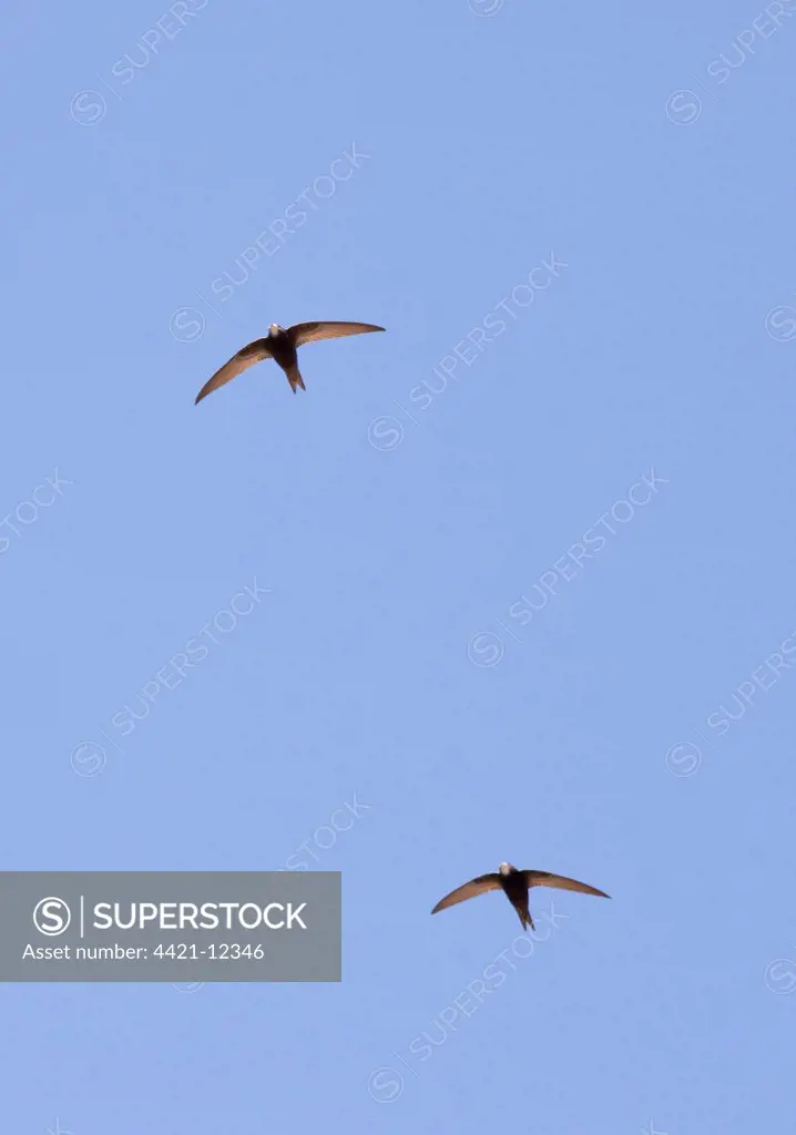 Pallid Swift (Apus pallidus) two adults, in flight, Great Caucasus, Georgia, spring