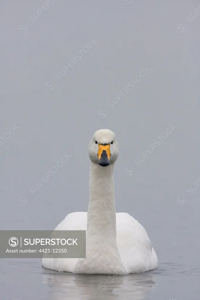 Whooper Swan (Cygnus cygnus) adult, swimming, Welney, Cambridgeshire, England, february