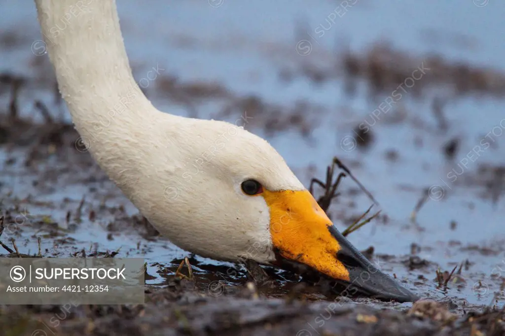 Whooper Swan (Cygnus cygnus) adult, feeding, close-up of head, Lake Hornborga, Sweden, spring