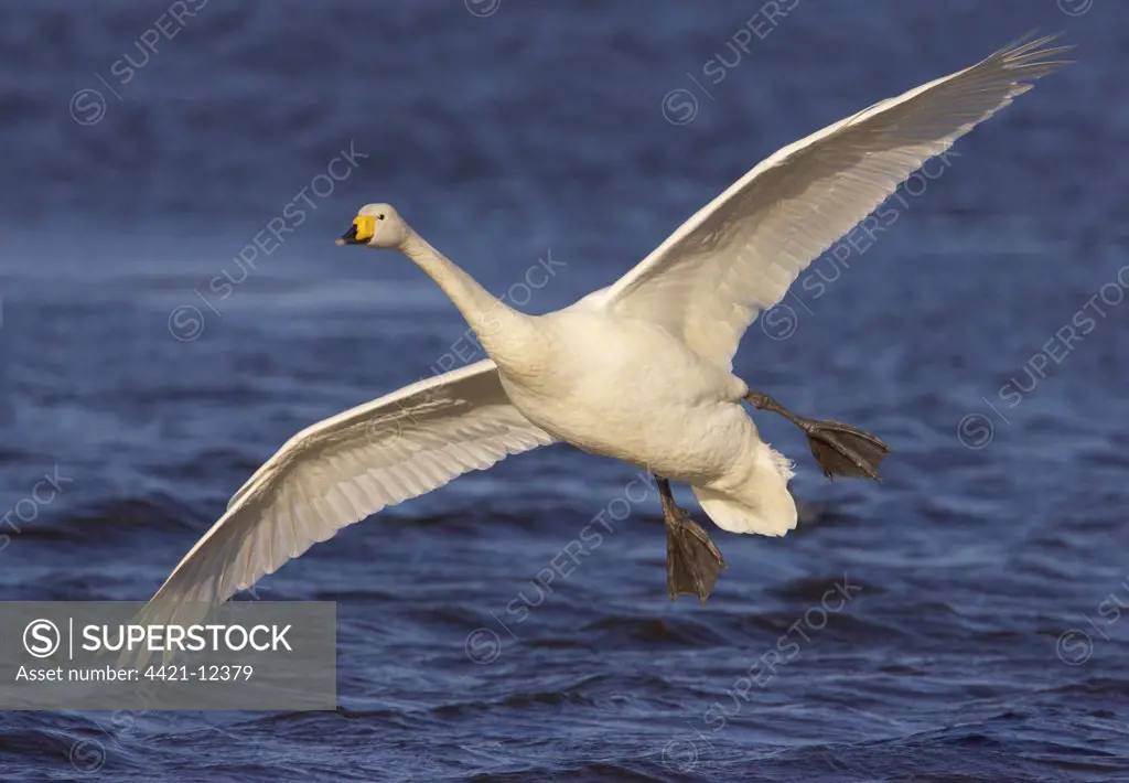 Whooper Swan (Cygnus cygnus) adult, in flight, landing on water, Welney W.W.T., Ouse Washes, Norfolk, England, winter