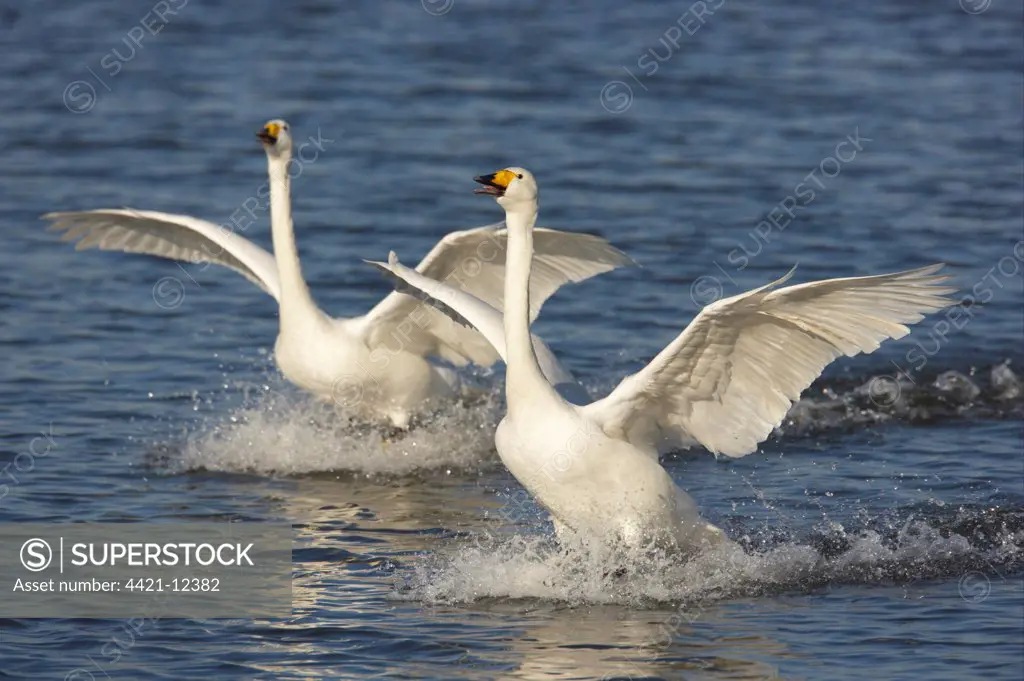 Whooper Swan (Cygnus cygnus) two adults, calling and landing on flooded washes, Welney W.W.T. Reserve, Ouse Washes, Norfolk, England, winter