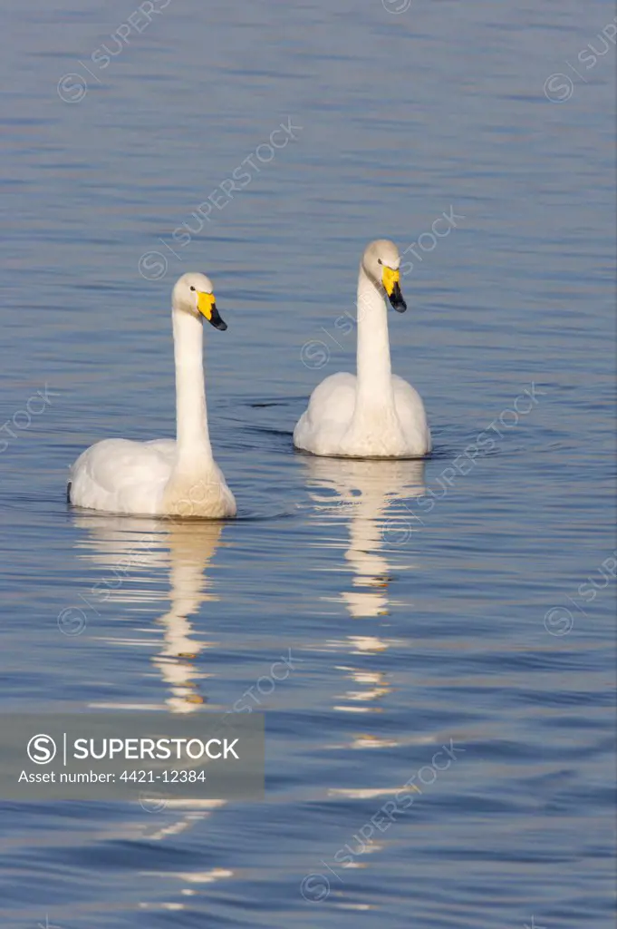 Whooper Swan (Cygnus cygnus) adult pair, swimming on flooded washes, Welney W.W.T. Reserve, Ouse Washes, Norfolk, England, winter