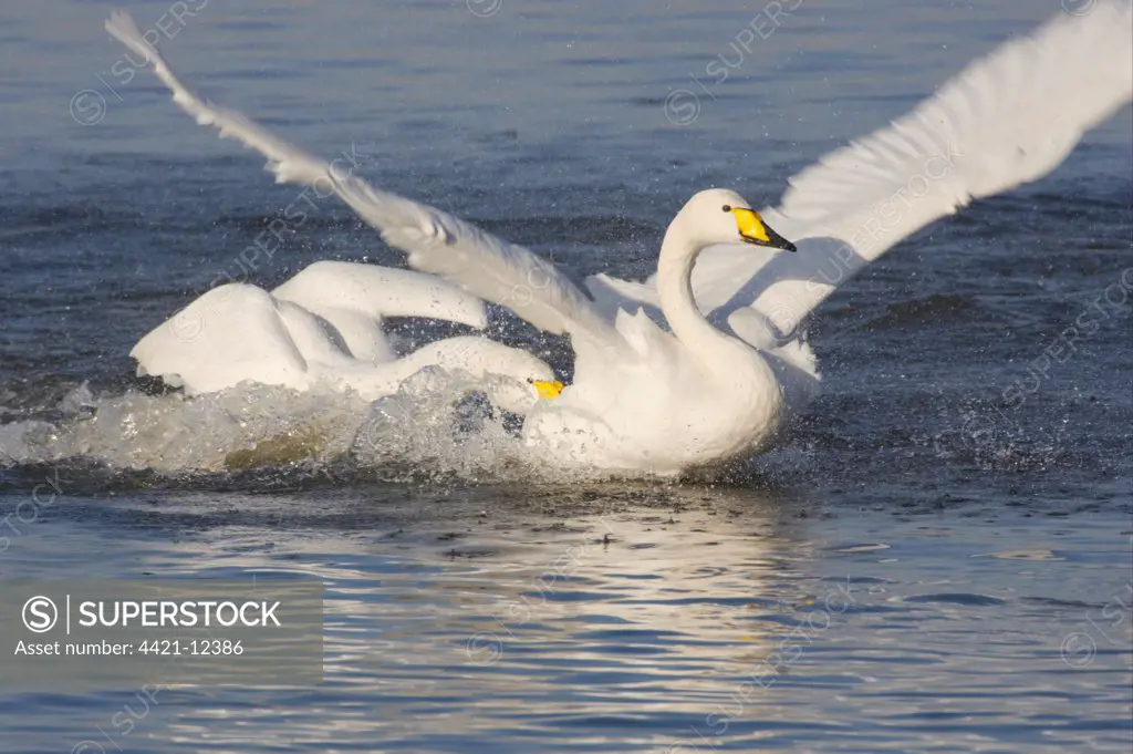 Whooper Swan (Cygnus cygnus) two adults, fighting on water, Welney W.W.T. Reserve, Ouse Washes, Norfolk, England, winter