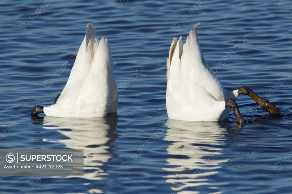 Whooper Swan (Cygnus cygnus) adult pair, up-ending in water, Ouse Washes, Norfolk, England, february